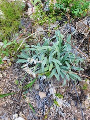 Onosma stellulata