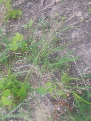 Image of Richardson's Sedge (Carex richardsonii) by no rights reserved