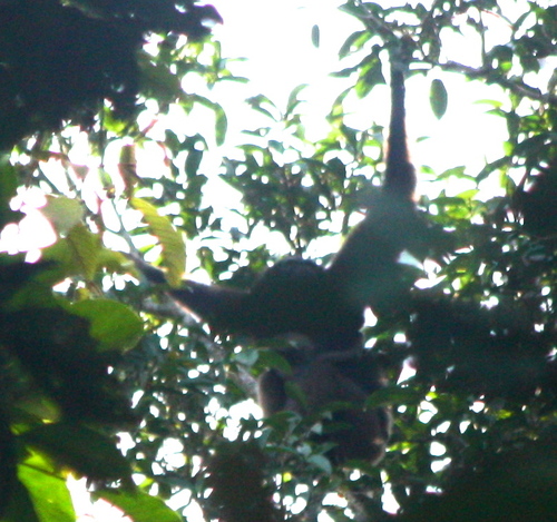 Hylobates funereus