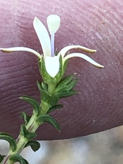 Wahlenbergia neorigida