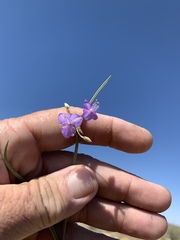 Tradescantia wrightii