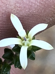 Wahlenbergia neorigida