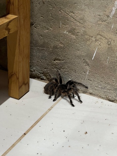 Brazilian Giant Black Tarantula