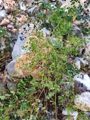 Thalictrum foetidum