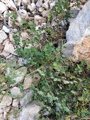 Thalictrum foetidum