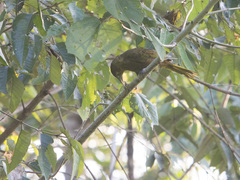 Psarocolius angustifrons