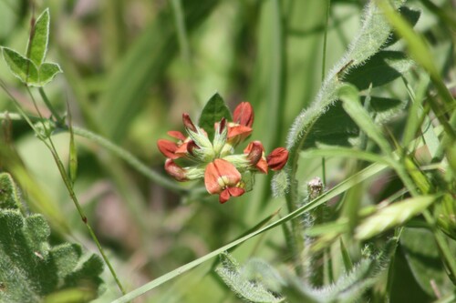 Image of Pediomelum rhombifolium by no rights reserved