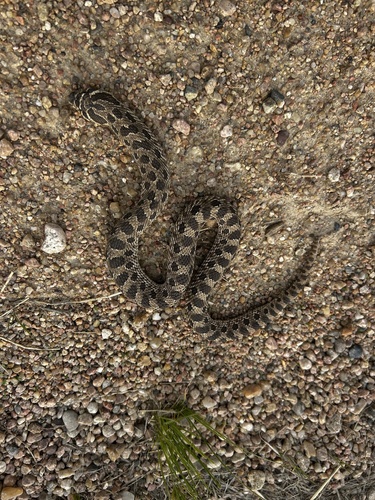 Plains Hognose Snake