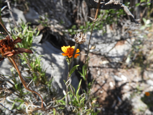 Zinnia juniperifolia (Zinnia juniperifolia)