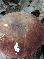 Boletus separans