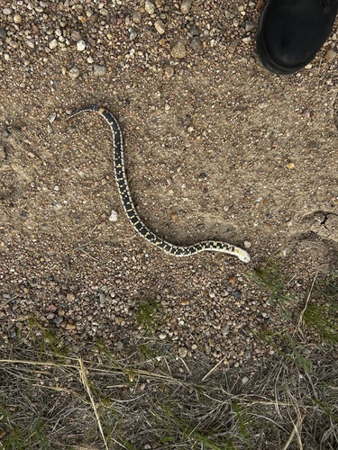 Plains Hognose Snake