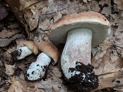 Boletus separans