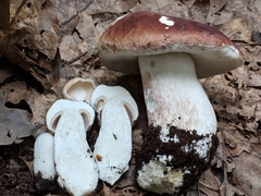 Boletus separans