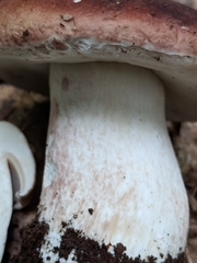 Boletus separans