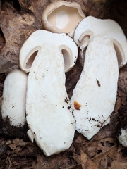 Boletus separans