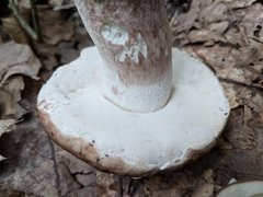 Boletus separans