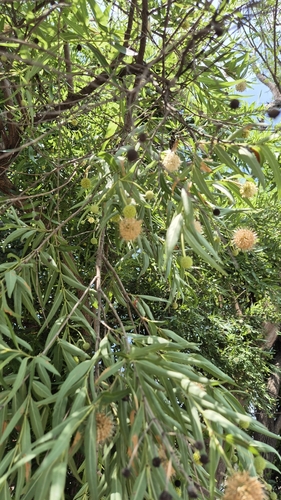 Foto de Cabeça-de-velho