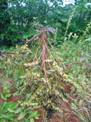 Hominy Pot Trail