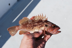 Sebastes auriculatus