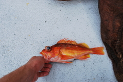 Sebastes chlorostictus