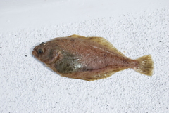 Citharichthys sordidus