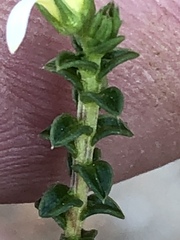Wahlenbergia neorigida