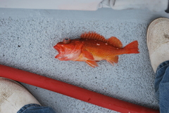 Sebastes constellatus