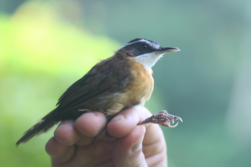 Pellorneum capistratoides