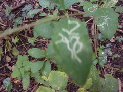 Phytomyza aprilina