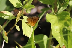 Calephelis arizonensis