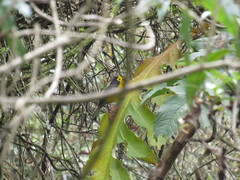 Myioborus ornatus