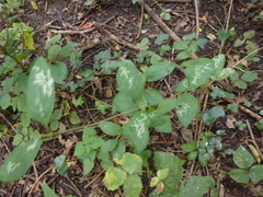 Phytomyza aprilina