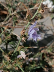 Cichorium intybus