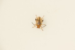 Aphthona lutescens
