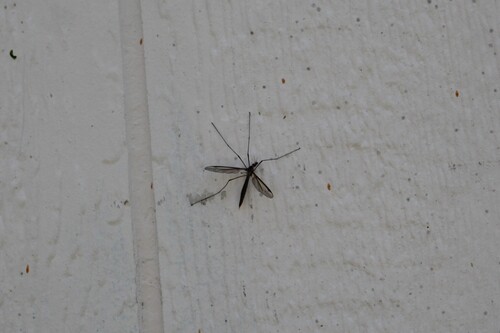 Unknown species found near Caldwell, ID, USA
