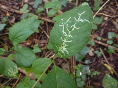 Phytomyza aprilina