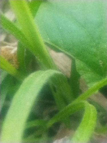 Image of Carex hirtifolia by no rights reserved