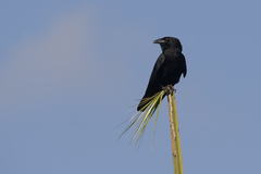 Corvus leucognaphalus