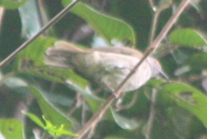 Rubigula erythropthalmos