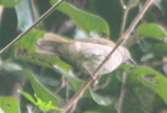 Rubigula erythropthalmos