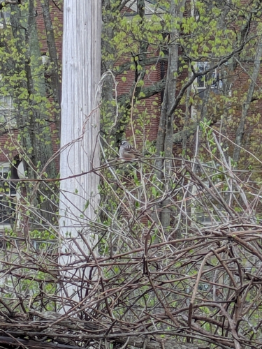 White-crowned Sparrow photographed in New Hampshire