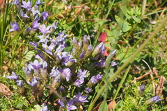 Gentianeae