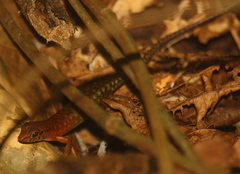 Sphenomorphus sabanus