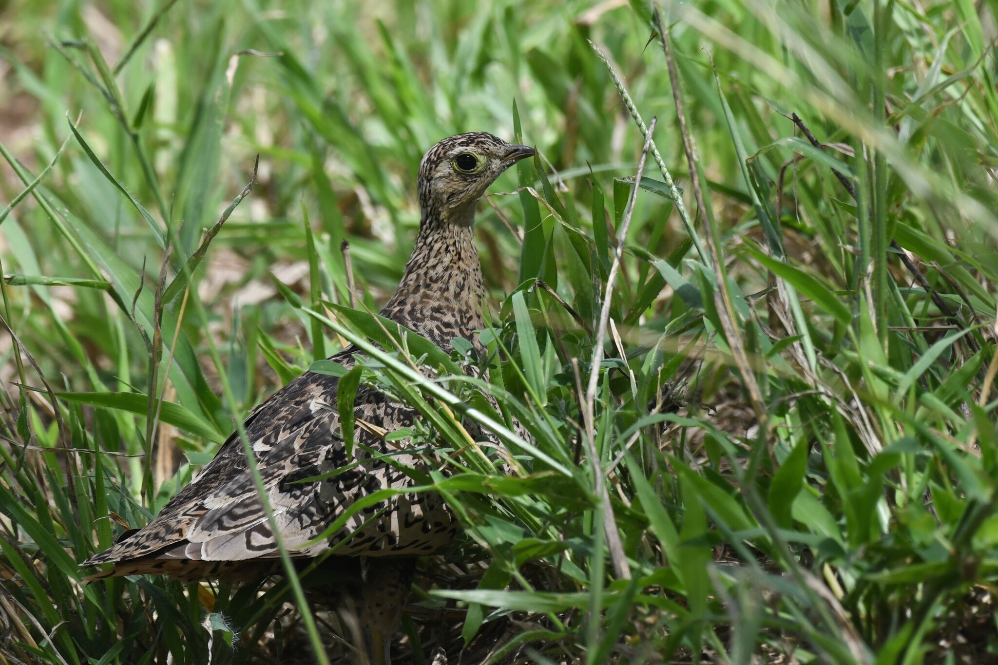 Black-faced Sandgrouse (Pterocles decoratus), photo 9