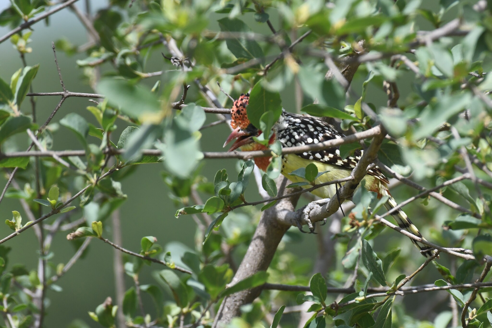 Red-and-yellow Barbet (Trachyphonus erythrocephalus), photo 2