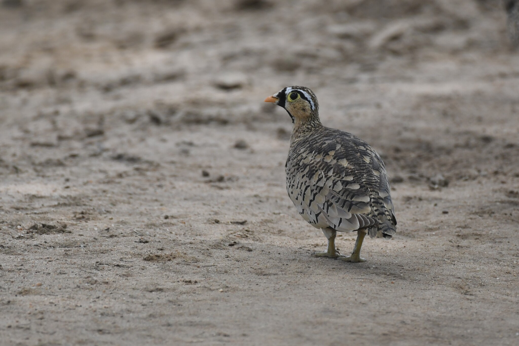Black-faced Sandgrouse (Pterocles decoratus), photo 10