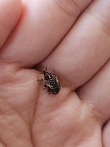 Sternochetus mangiferae observed 2025-05-07