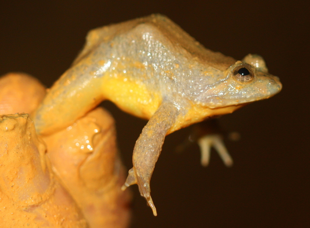 Yellow-bellied Puddle Frog (Occidozyga laevis) · iNaturalist