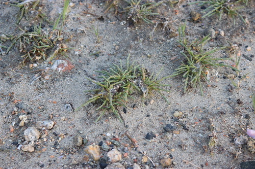 Image of Salicornia pacifica by (c) Abby Hyde, some rights reserved (CC BY)