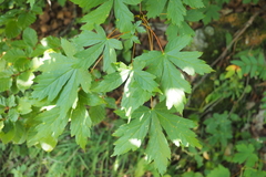 Acer heldreichii